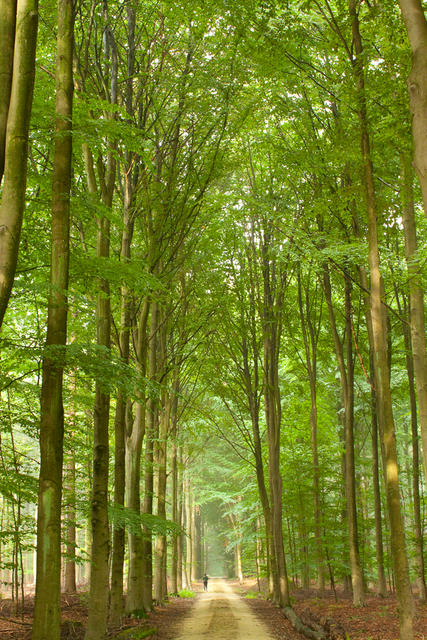 2010_aug_heverlee_woods-16