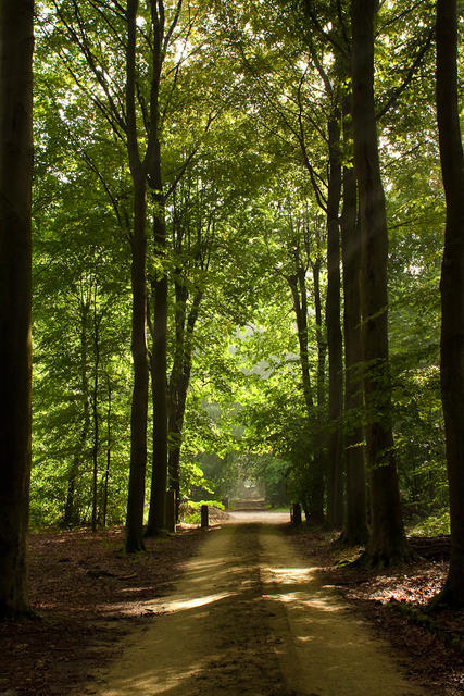 2010_aug_heverlee_woods-45