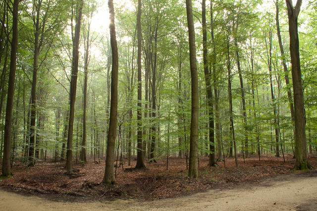 2010_aug_heverlee_woods-20