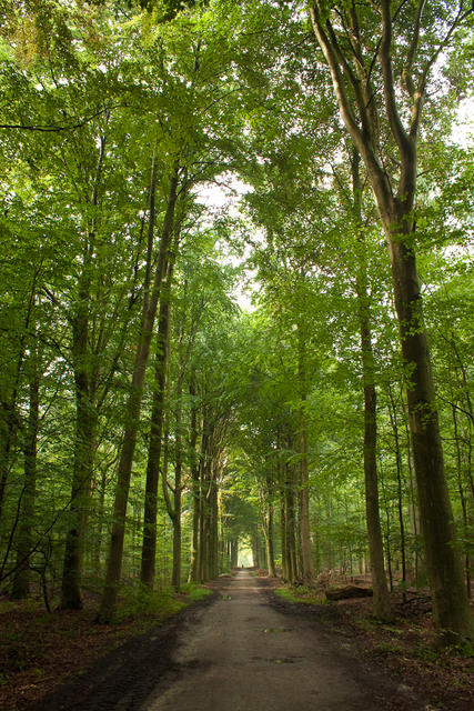 2010_aug_heverlee_woods-50