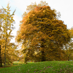 [2010] Autumn in Leuven