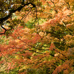 [2010] Autumn in Leuven