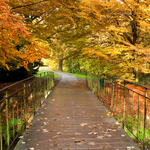 [2010] Autumn in Leuven