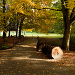 [2010] Autumn in Leuven