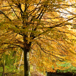 [2010] Autumn in Leuven