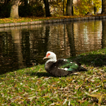 [2010] Autumn in Leuven