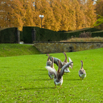 [2010] Autumn in Leuven