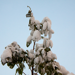 [2010] Winter in Belgium