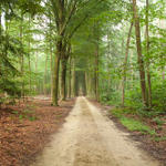 2010_aug_heverlee_woods-32