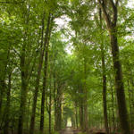 2010_aug_heverlee_woods-50